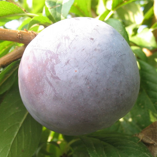 angeleno plum tree