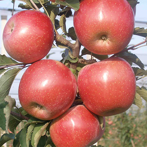 fuji zhen aztec apple tree