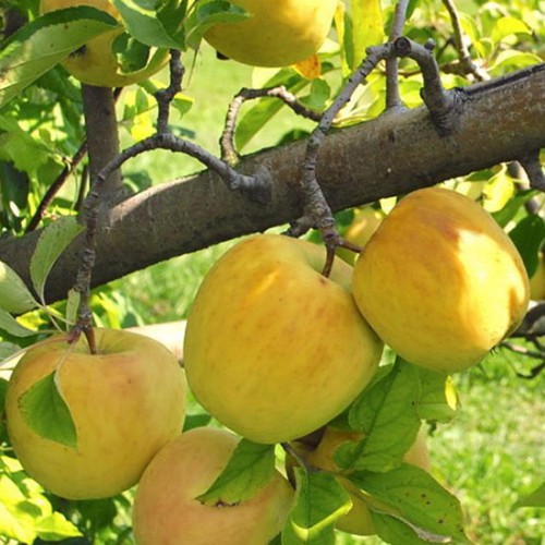 golden delicious apple tree