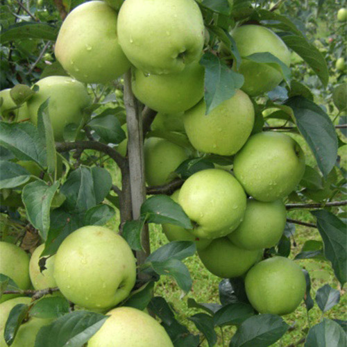 golden reinders apple tree