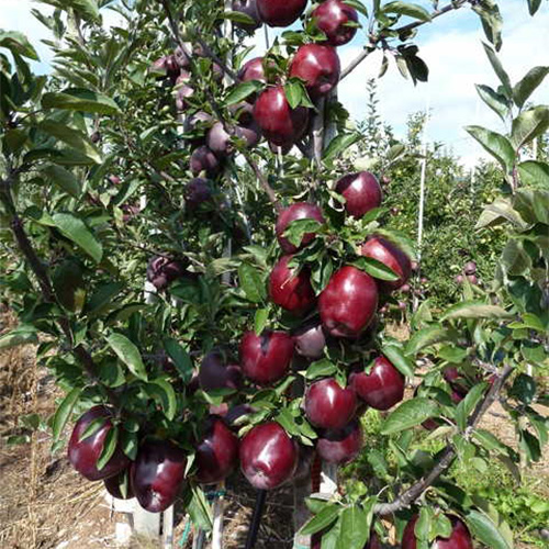 jeromine apple tree