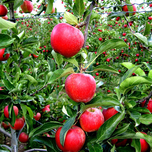 mondial gala apple tree