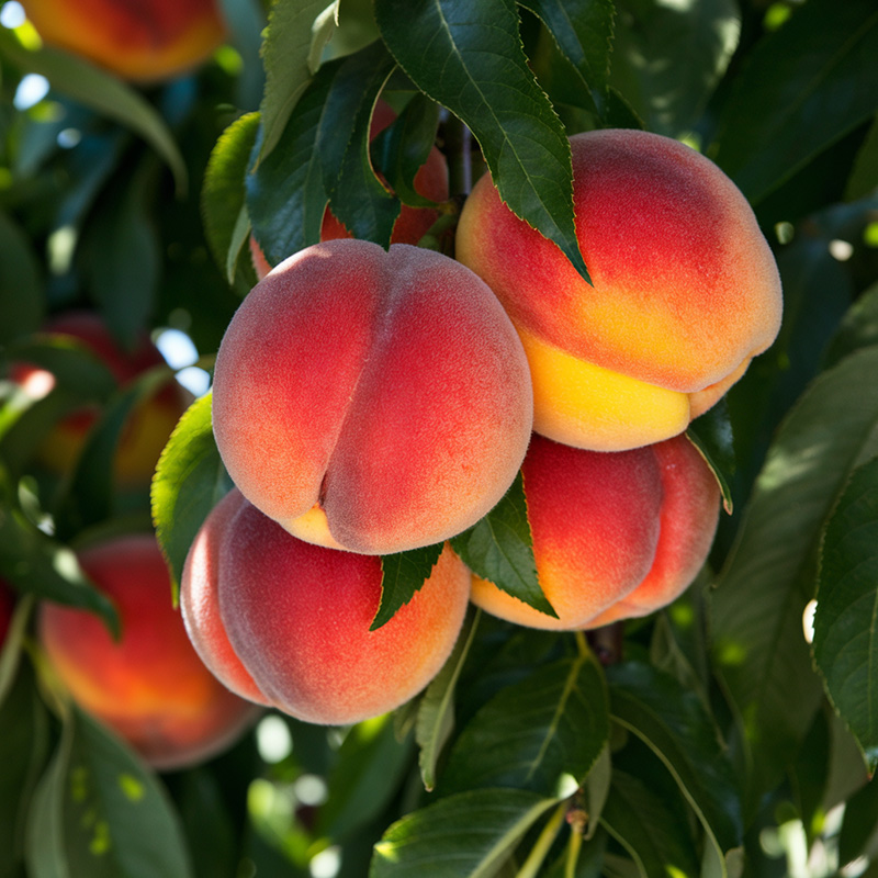 ohenry peach tree