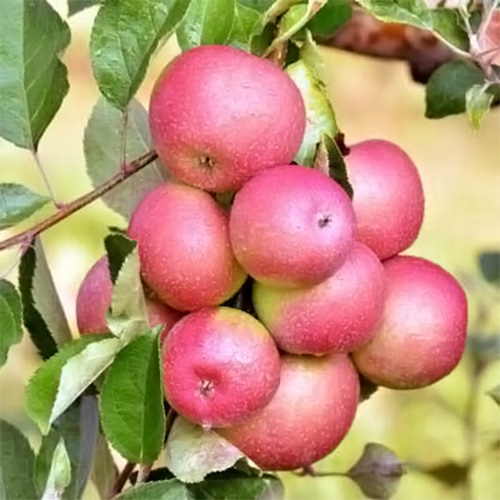 red fuji apple tree