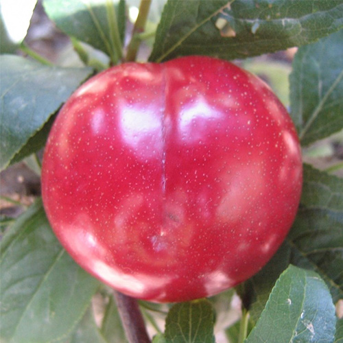 santa rosa plum tree