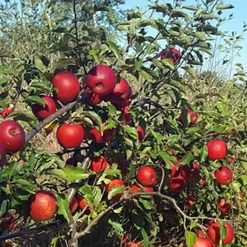 williams pride apple tree